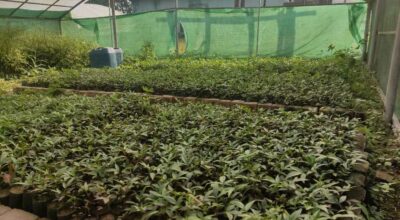 टिमुरका बिरुवा