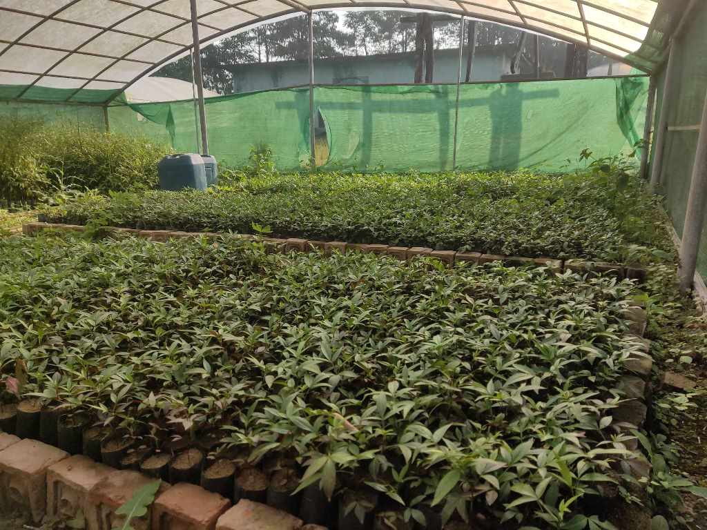 टिमुरका बिरुवा