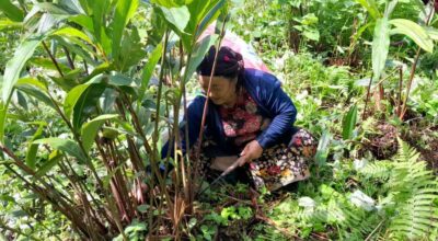 अलैँची बिक्री