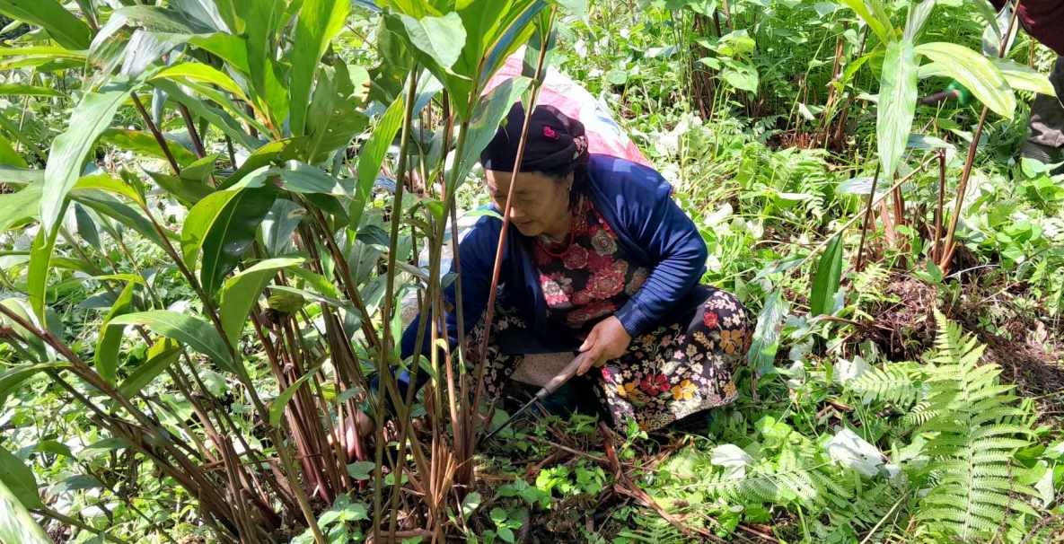 अलैँची बिक्री