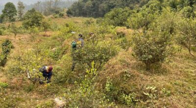 कागतीखेती