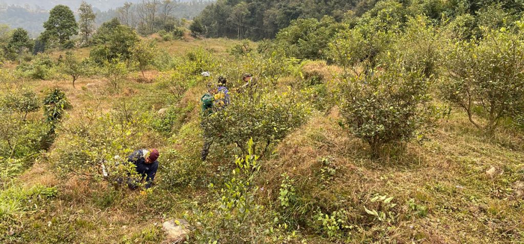 कागतीखेती