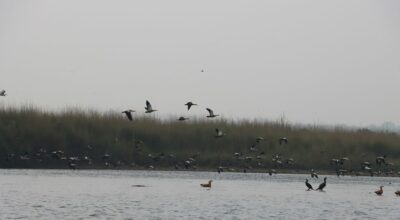 ५५ प्रजातिका चरा