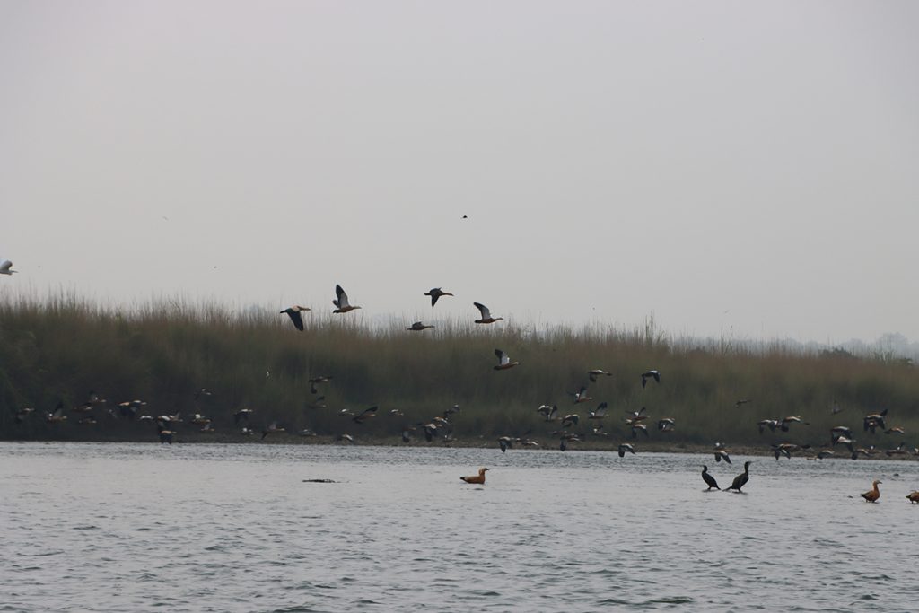 ५५ प्रजातिका चरा