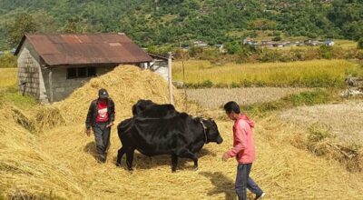 दाइँ महोत्सव