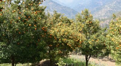 गुल्मीमा सुन्तला