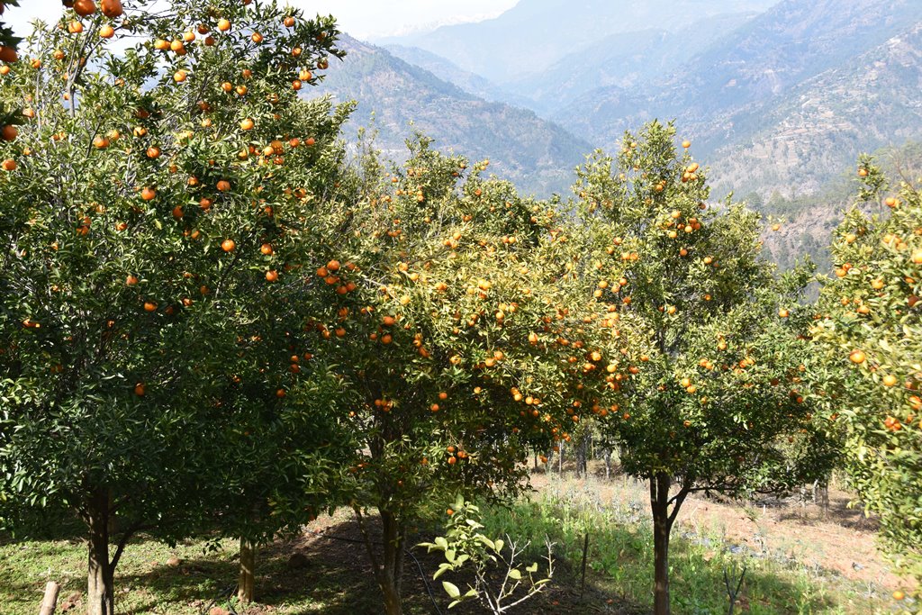 गुल्मीमा सुन्तला