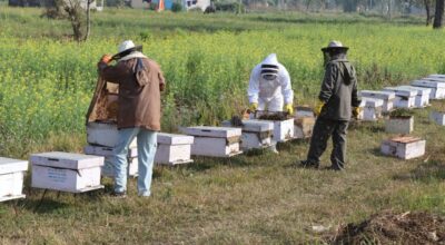 मौरीपालन