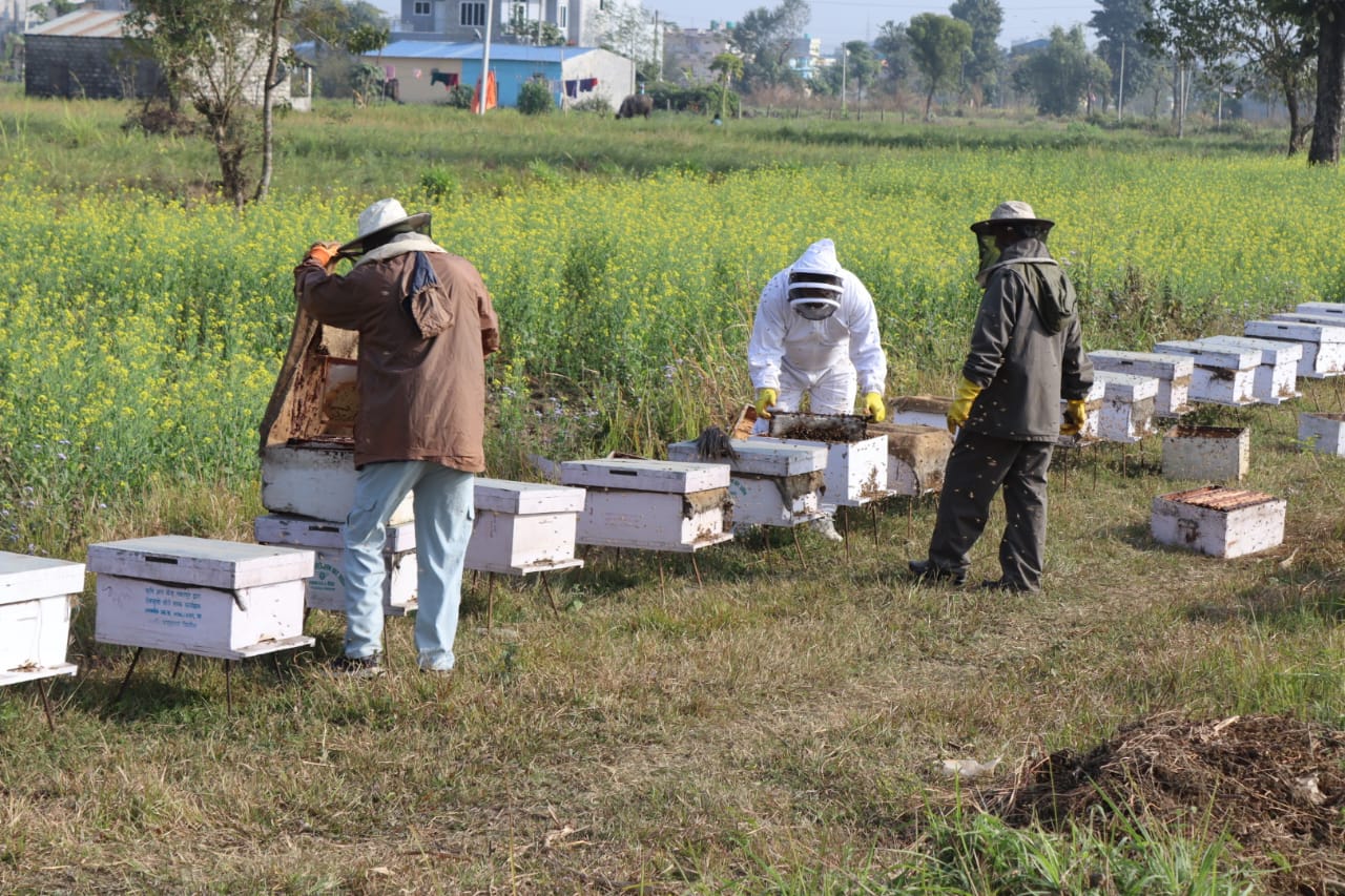 मौरीपालन