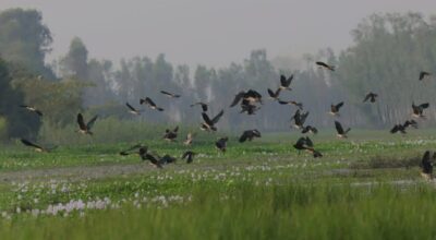 जलपन्छी गणना