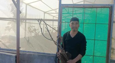 किवीको बिरुवा