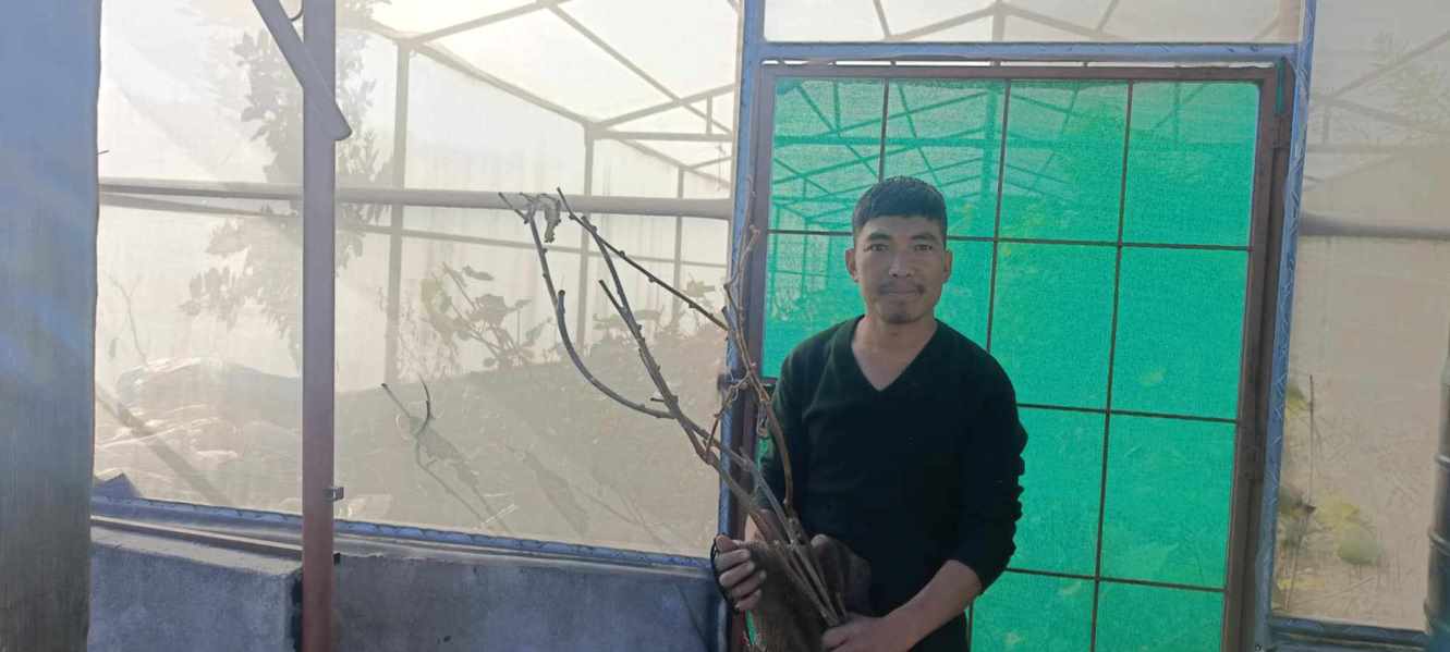 किवीको बिरुवा