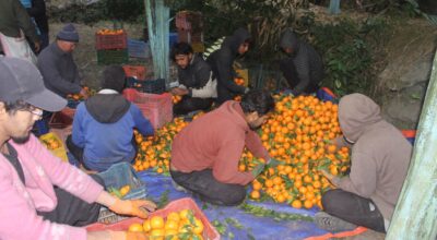 सुन्तलाखेतीले फेरियो दोसल्ले गाउँको मुहार