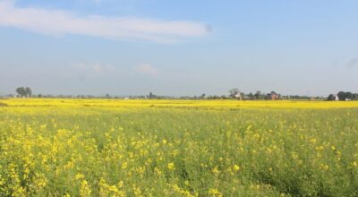 नवलपुरमा किसानको तोरी खेतीप्रति आकर्षित बढ्दो