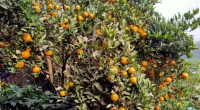 सुन्तला बिक्री