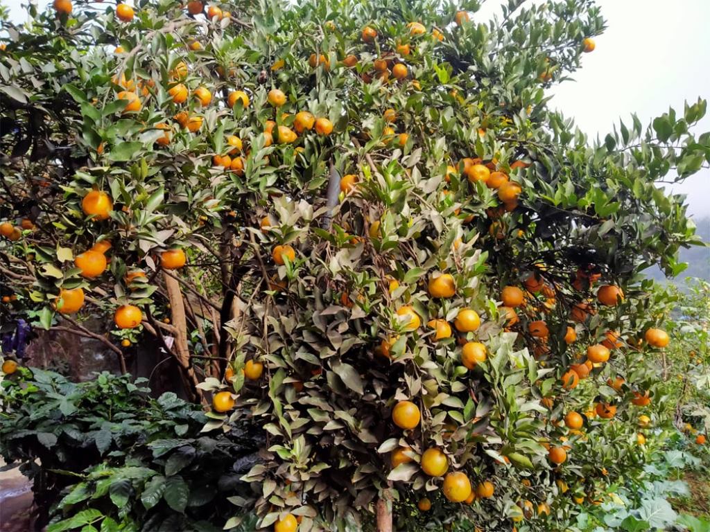 सुन्तला बिक्री