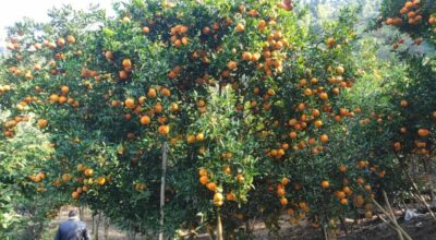 सुन्तलाखेती