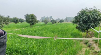 गेग्य्रान बगर बन्यो ‘सुन फल्ने’ जमिन