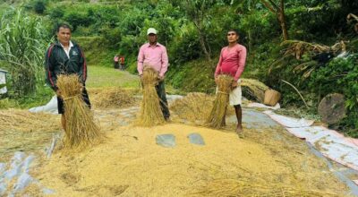 म्याग्दीमा धान