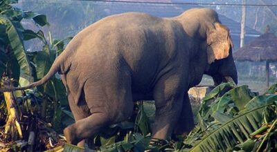 जङ्गली हात्ती