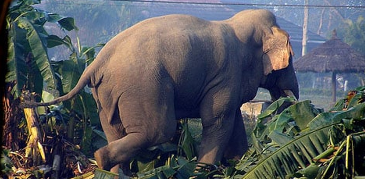 जङ्गली हात्ती