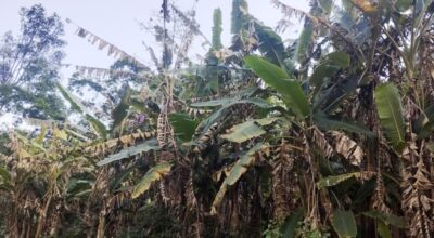 केराका बोट सुक्न थालेपछि म्याग्दीका किसान चिन्तित