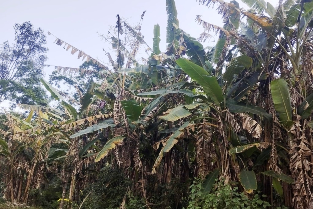 केराका बोट सुक्न थालेपछि म्याग्दीका किसान चिन्तित