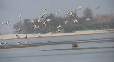 कोशीटप्पुमा भेटिए ७६ प्रजातिका ९२५० चरा