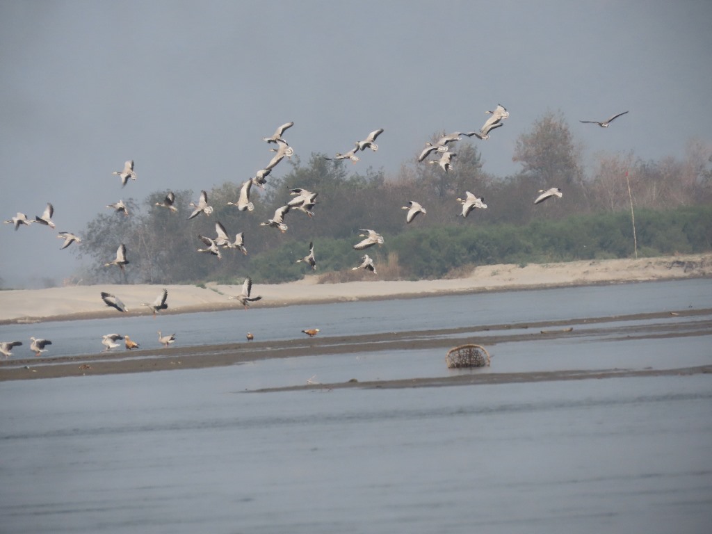 कोशीटप्पुमा भेटिए ७६ प्रजातिका ९२५० चरा
