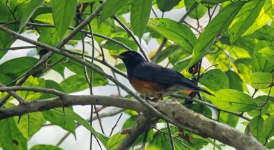 कृष्णवक्ष चाँचर चरा