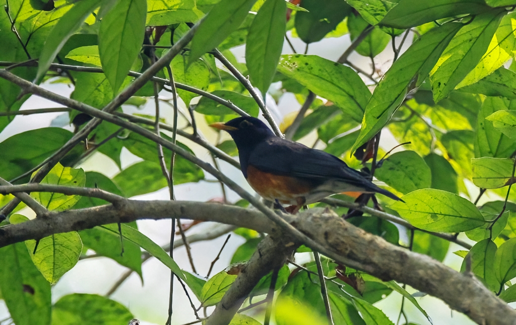 कृष्णवक्ष चाँचर चरा