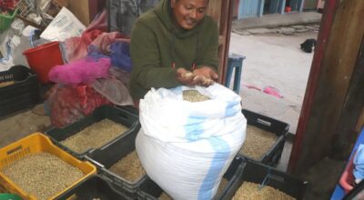 व्यावसायिक कफीखेतीमा जुट्दै हतुवागढीका किसान