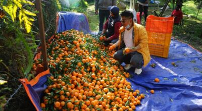 सुन्तला बगान