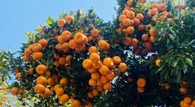 सुन्तला उत्पादन