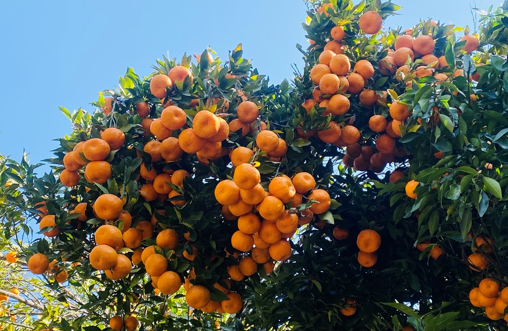 सुन्तला उत्पादन