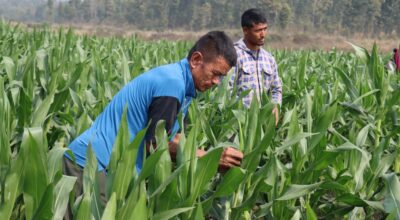 मकैको बीउ उत्पादन गर्दै हरिहरपुरगढी