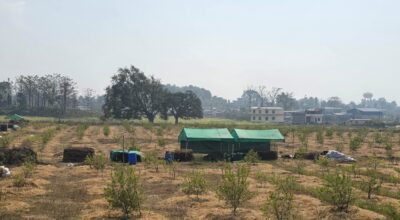 व्यावसायिक कागतीखेती