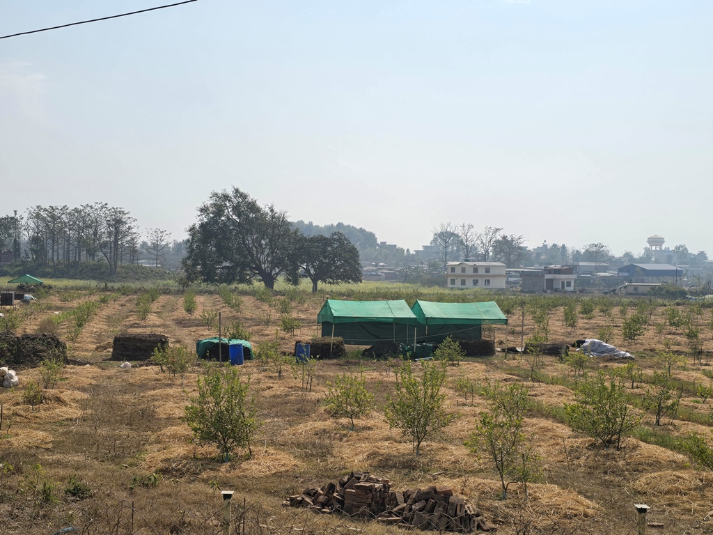 व्यावसायिक कागतीखेती