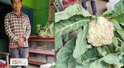 १२ किलोको काउली