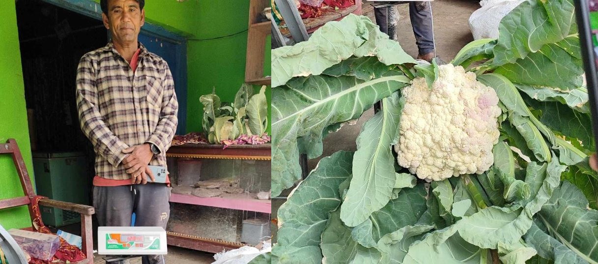 १२ किलोको काउली