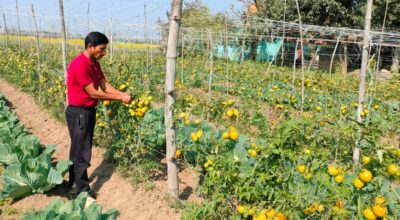 तरकारीखेती