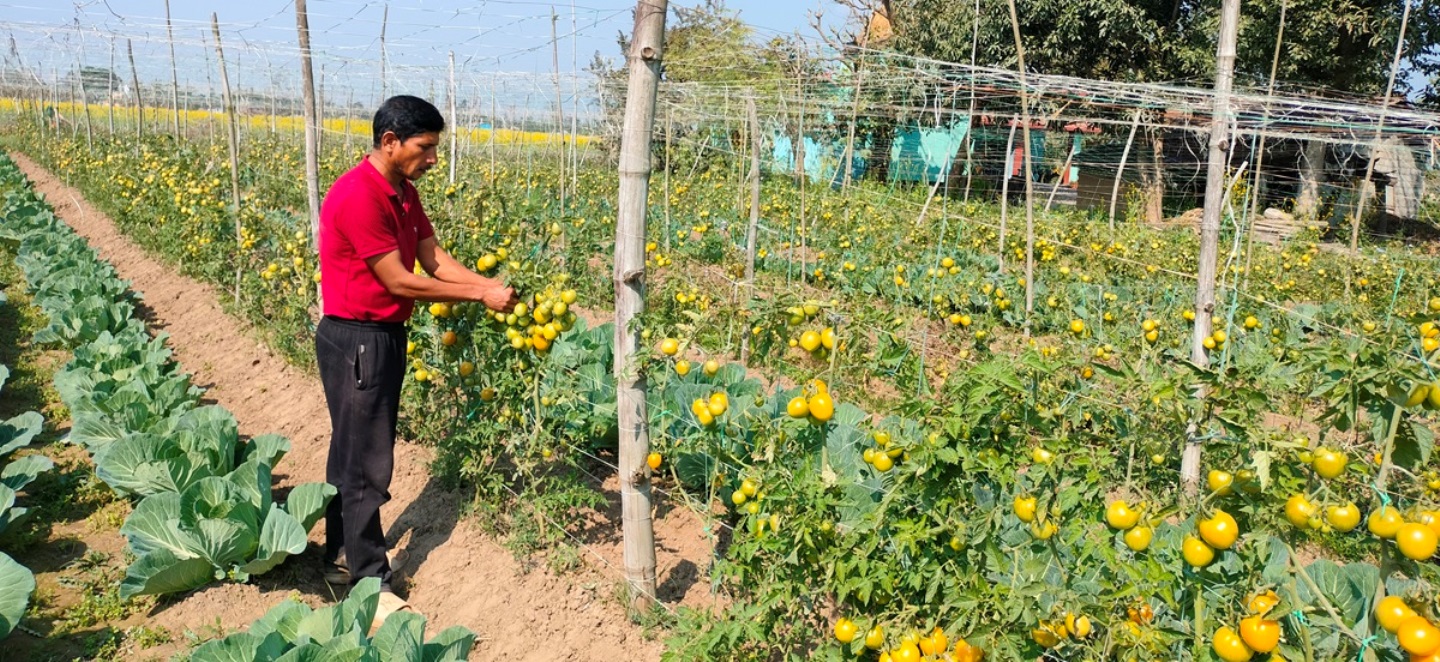 तरकारीखेती