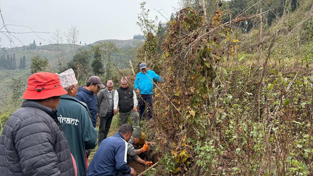 ‘वनतरुल’ खेती