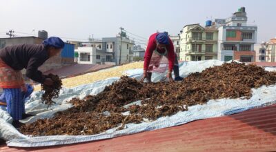 बिस्कुट उद्योगको छानामा गुन्द्रुकको ‘बिस्कुन’