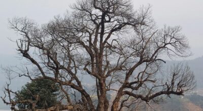 कटहरका रुख