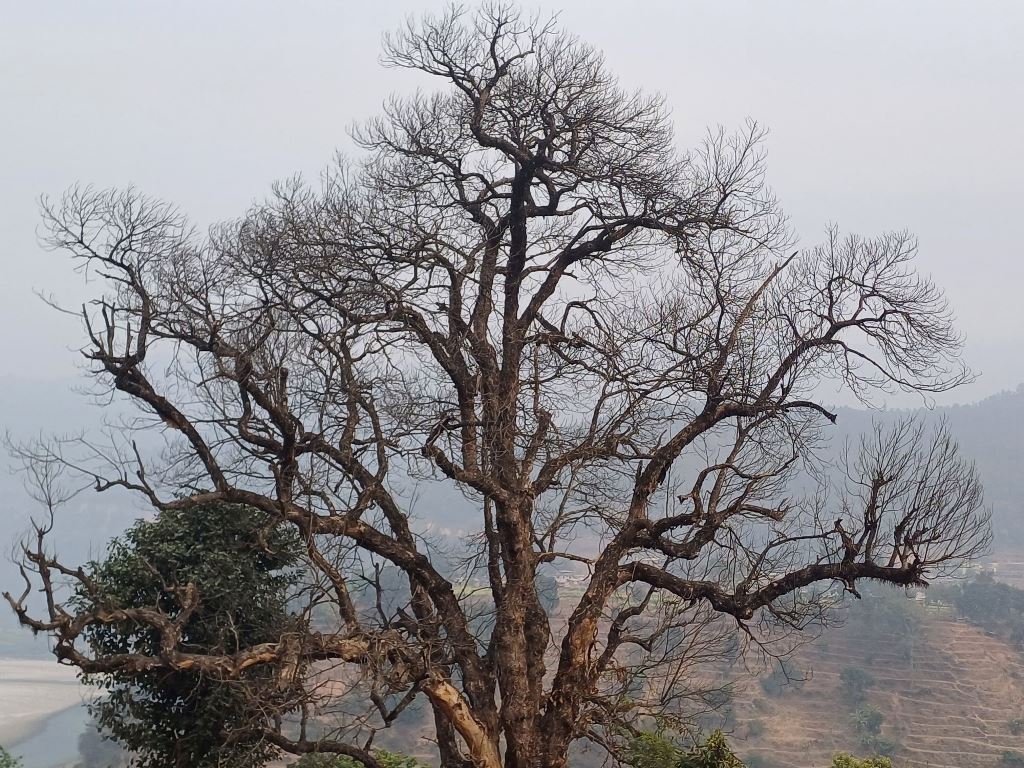 कटहरका रुख