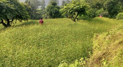 कोदोखेती प्रवर्द्धन कार्यक्रम