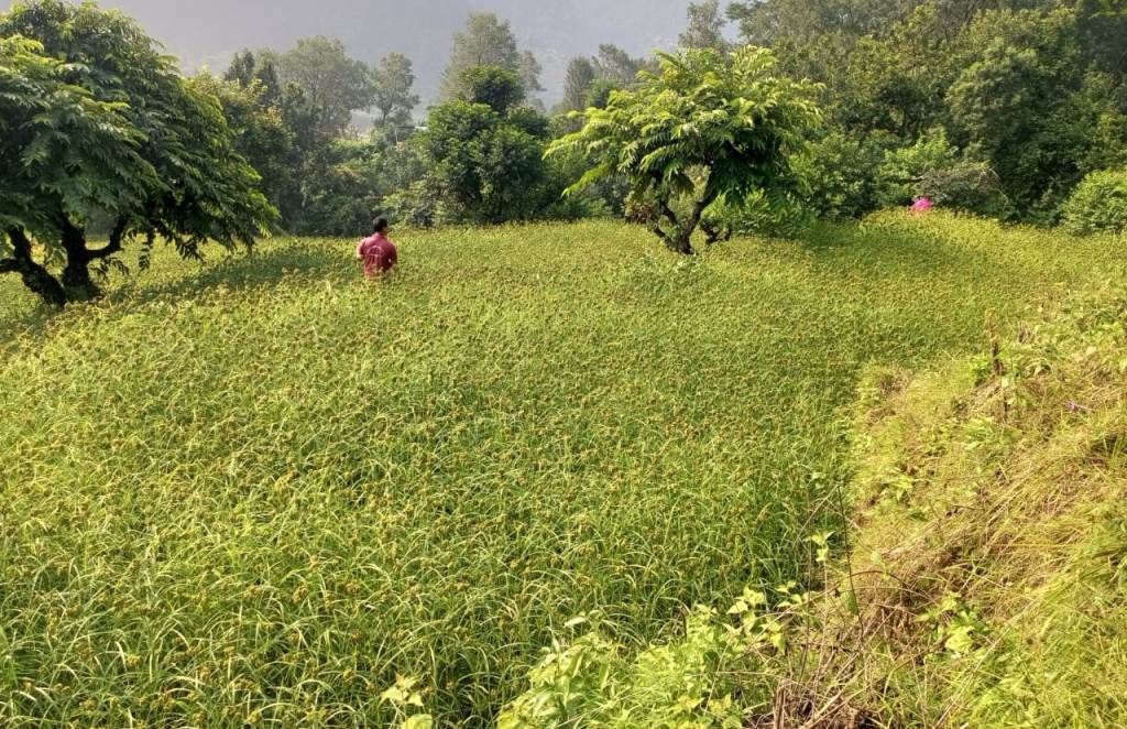 कोदोखेती प्रवर्द्धन कार्यक्रम