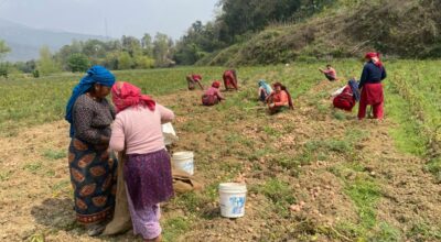 पाल्पाका किसान आलु थन्क्याउन व्यस्त