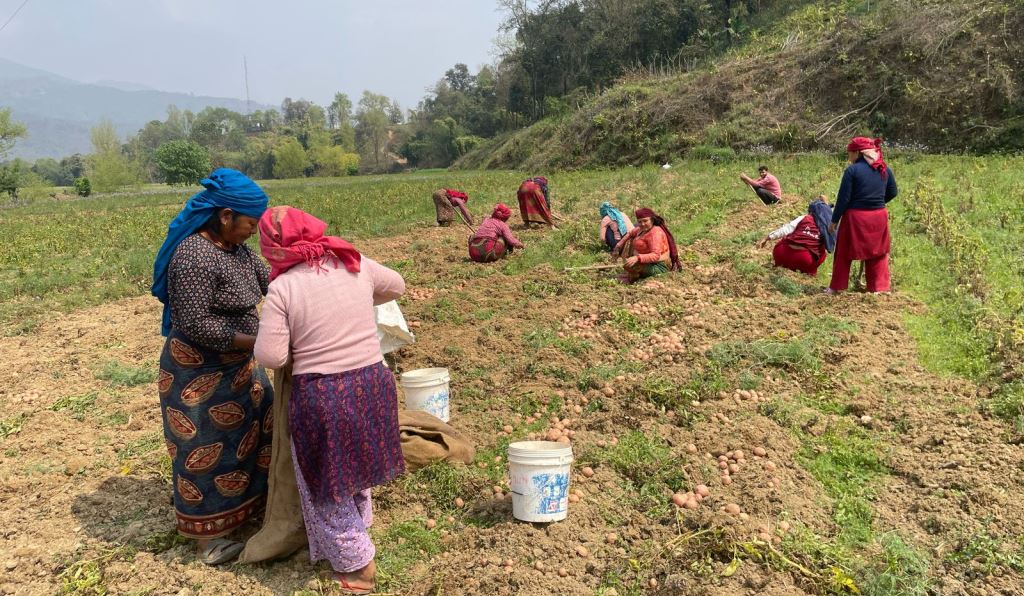 पाल्पाका किसान आलु थन्क्याउन व्यस्त